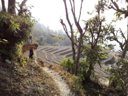 rice fields